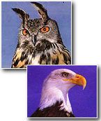 Eagles and Owls
