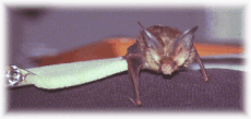 Charlie - a brown long-eared bat