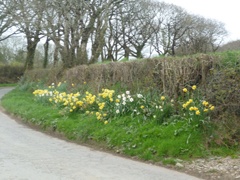 Daffodils on the roadside