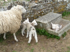 Family of sheep at West Nethercott Farm