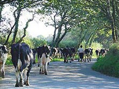 West Nethercott Farm cattle