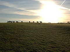 West Nethercott Farm livestock