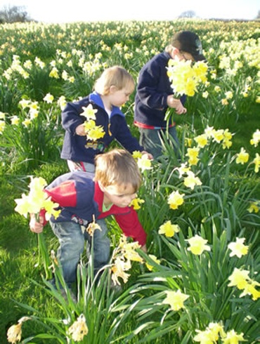 Meadow full of daffodils