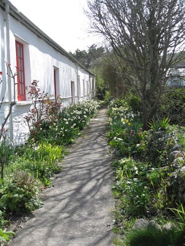 Path outside the cottage with narcissi in bloom