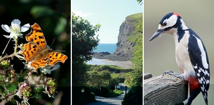 Wildlife and the beach at Crackington Haven
