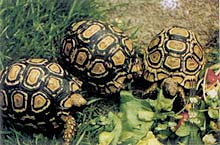 Feeding time for Tortoises