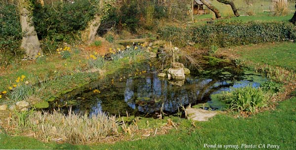 Pond in Spring