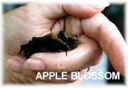 Apple Blossom - a female pipistrelle bat  Paul Armiger