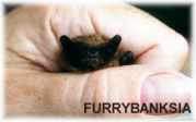 Furrybanksia - a male pipistrelle bat -  Paul Armiger
