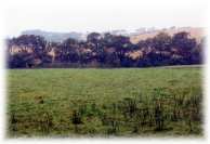Beales Meadow