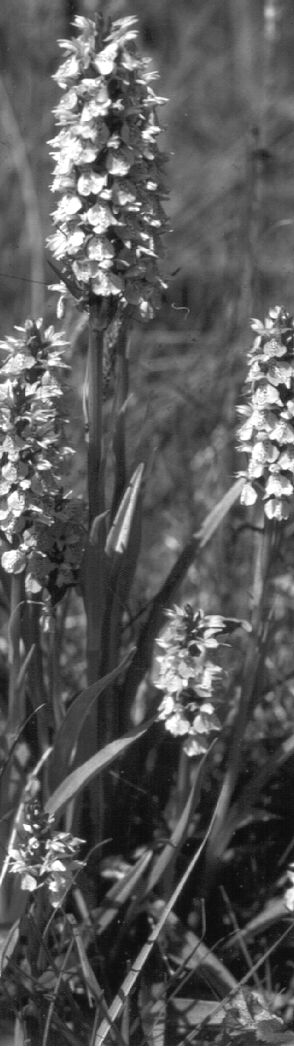 Page 3 southern marsh orchids bw