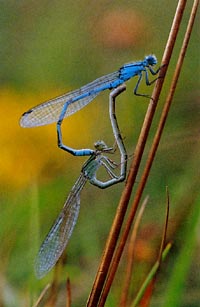 Common blue damsel/lies mating