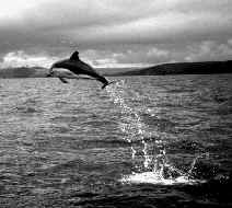 Don't forget the dolphins. The pioneering work of Nick Tregenza and the Dolphin Group continues. Nick's current projects include development of the POD, or porpoise detector - a device of tremendous use in conservation research. This picture captures the athleticism of a leaping common dolphin. Photo: Denis Oliver