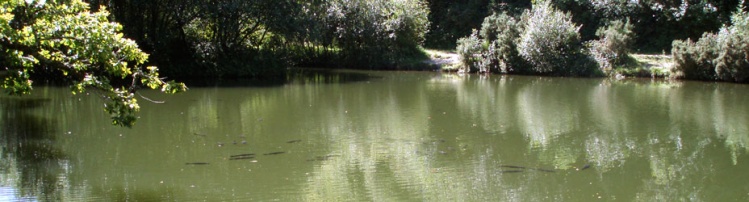 Woodlay Holiday Cottages and 6 fishing lakes.