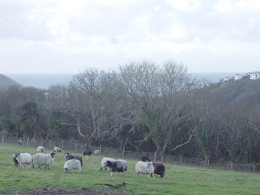Views of Portreath from the fields in Winter